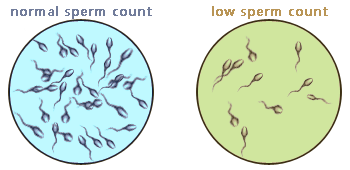 sperm count